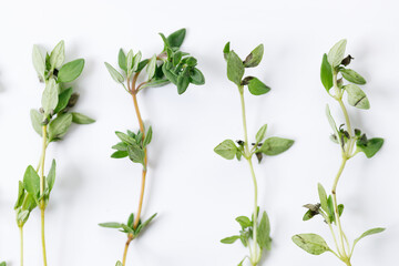 fresh green Thyme herb plant