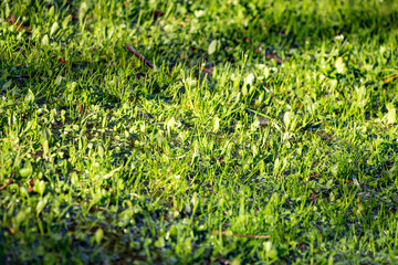 Bright green spring blooming nature of flowers and trees.