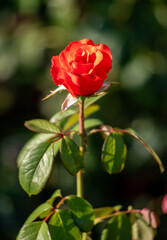 Rose flowers growing in nature close-up.