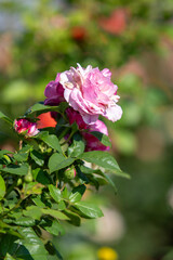 Rose flowers growing in nature close-up.