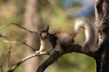 curious animated personality of Kaibab squirrel on tree branch