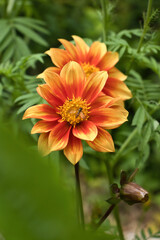 Bee on orange dahlia flower in Monet's garden in Giverny, France on a summer day.