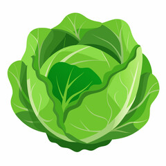 cabbage isolated on white background