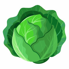 cabbage isolated on white background