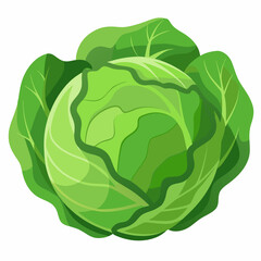 cabbage isolated on white background