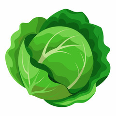 cabbage isolated on white background