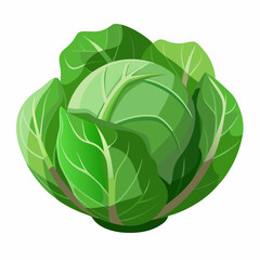 cabbage isolated on white background