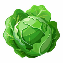 cabbage isolated on white background