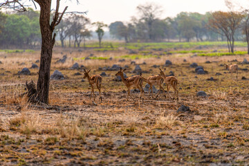 antelope at Chaminuka Game reserve in Zambia, Africa