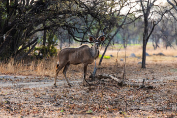 gazelle at Chaminuka Game reserve in Zambia, Africa