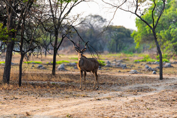 gazelle at Chaminuka Game reserve in Zambia, Africa