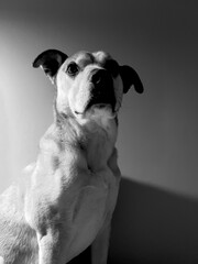 Black and white portrait of a dog