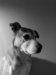 Black and white portrait of a dog