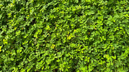Green Grass and Leaves