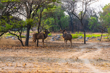 gazelle at Chaminuka Game reserve in Zambia, Africa