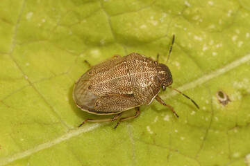 Closeup on a rare Small Grass Shieldbug, Neottiglossa pusilla