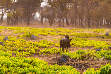 wildebeest at Chaminuka Game Reserve in Zambia, Africa