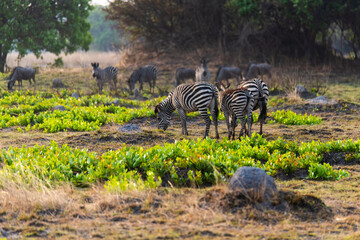 zebras at Chaminuka Game reserve in Zambia, Africa