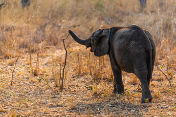 Fototapeta premium baby elephant at Chaminuka Game reserve in Zambia, Africa
