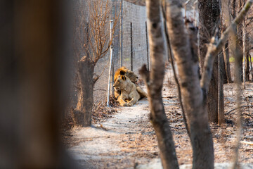 lion and lioness at Chaminuka Game Reserve in Zambia, Africa