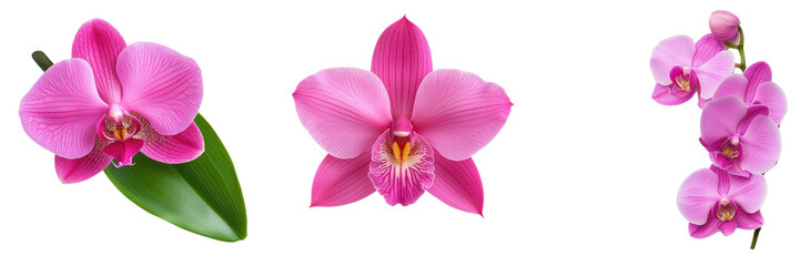 vibrant display of pink orchids showcasing intricate petals and beauty © Cheetose