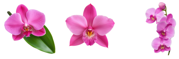 vibrant display of pink orchids showcasing intricate petals and beauty