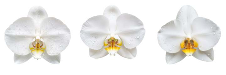 close up of three white orchids with golden centers and water droplets