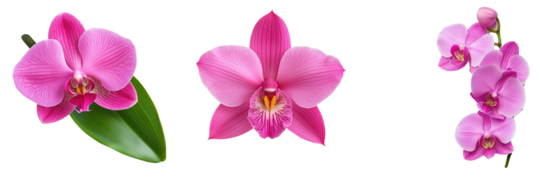 vibrant display of pink orchids showcasing intricate petals and beauty