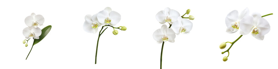 single white orchid bloom with subtle green accents, showcasing elegance