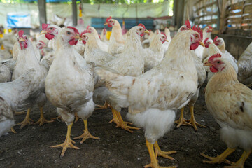 Group of white chickens inside a poultry farm, captured in natural light. Ideal for visuals related to farming, rural life, livestock management, and food production industries.