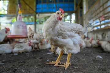 Group of white chickens inside a poultry farm, captured in natural light. Ideal for visuals related to farming, rural life, livestock management, and food production industries.