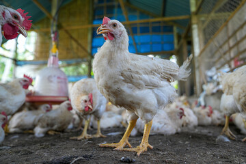 Group of white chickens inside a poultry farm, captured in natural light. Ideal for visuals related to farming, rural life, livestock management, and food production industries.