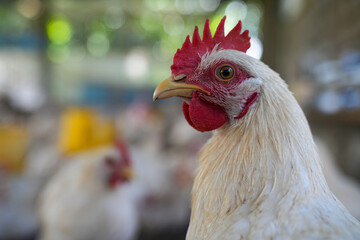 Group of white chickens inside a poultry farm, captured in natural light. Ideal for visuals related to farming, rural life, livestock management, and food production industries.