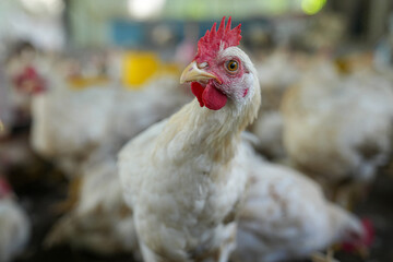 Group of white chickens inside a poultry farm, captured in natural light. Ideal for visuals related to farming, rural life, livestock management, and food production industries.