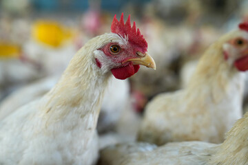 Group of white chickens inside a poultry farm, captured in natural light. Ideal for visuals related to farming, rural life, livestock management, and food production industries.
