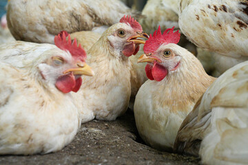 Group of white chickens inside a poultry farm, captured in natural light. Ideal for visuals related to farming, rural life, livestock management, and food production industries.