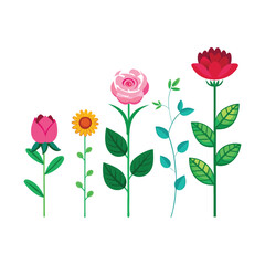Fototapeta premium Flower growth stages isolated vector art illustrator