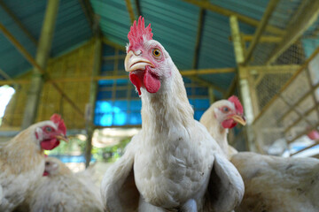 Group of white chickens inside a poultry farm, captured in natural light. Ideal for visuals related to farming, rural life, livestock management, and food production industries.