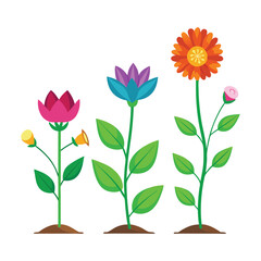 Flower growth stages isolated vector art illustrator