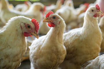 Group of white chickens inside a poultry farm, captured in natural light. Ideal for visuals related to farming, rural life, livestock management, and food production industries.