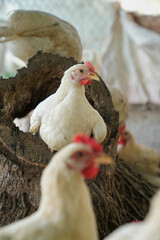 Group of white chickens inside a poultry farm, captured in natural light. Ideal for visuals related to farming, rural life, livestock management, and food production industries.