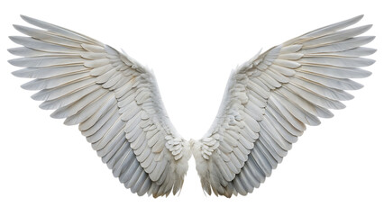 Fototapeta premium angel wings isolated on white