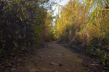 Nature Path Surrounded by Vegetation in Northern Israel