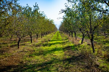 Orchard Rows with Green Grass in Northern Israel