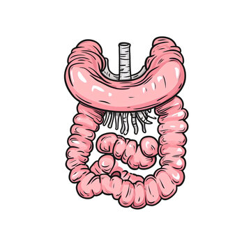 pink human intestines anatomy drawing clip art preview