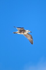 seagull in flight