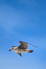 seagull in flight