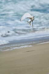 seagull on the beach