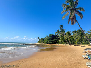 beach with palm trees