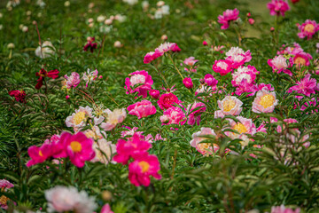 Obraz premium nice peonies in the garden